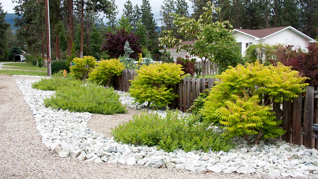 The Cook's roadside xeriscape with Grow-Low Sumac and Tiger Eyes Sumac