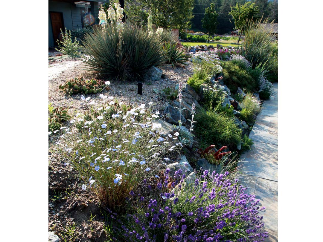 Xeriscape plantings on a sloped garden bed