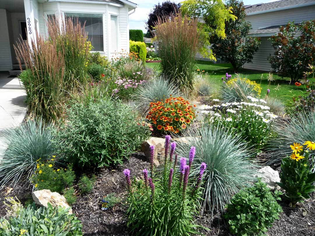 The Cook's roadside xeriscape with Grow-Low Sumac and Tiger Eyes Sumac