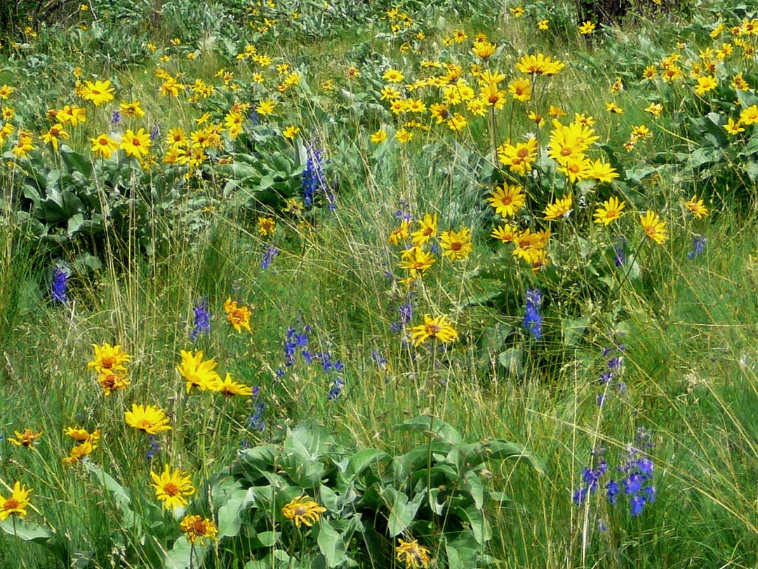 Arrowleaf Balsam native to the Okanagan