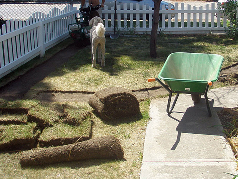 Removing the existing sod in Lisa's Garden xeriscape project