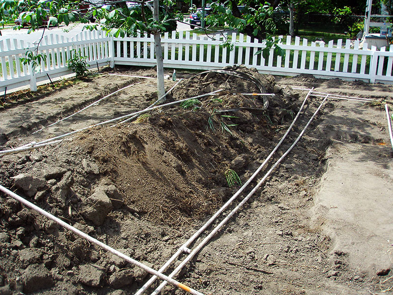 Irrigation carefully installed around a walnut tree