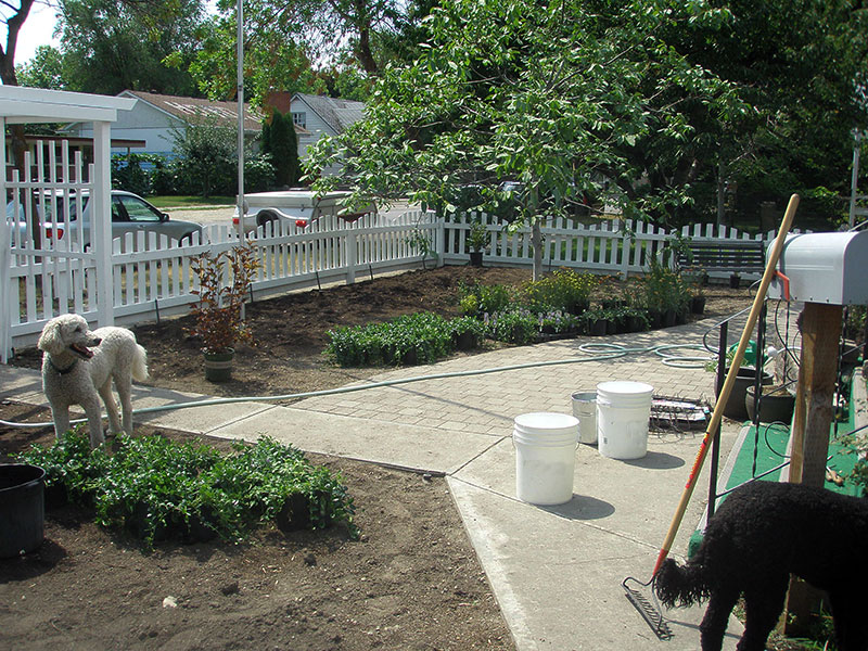 Planting begins in Lisa's xeriscape garden makeover