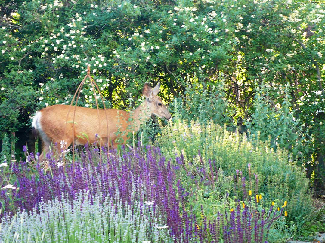 Deer in an Okanagan xeriscape garden