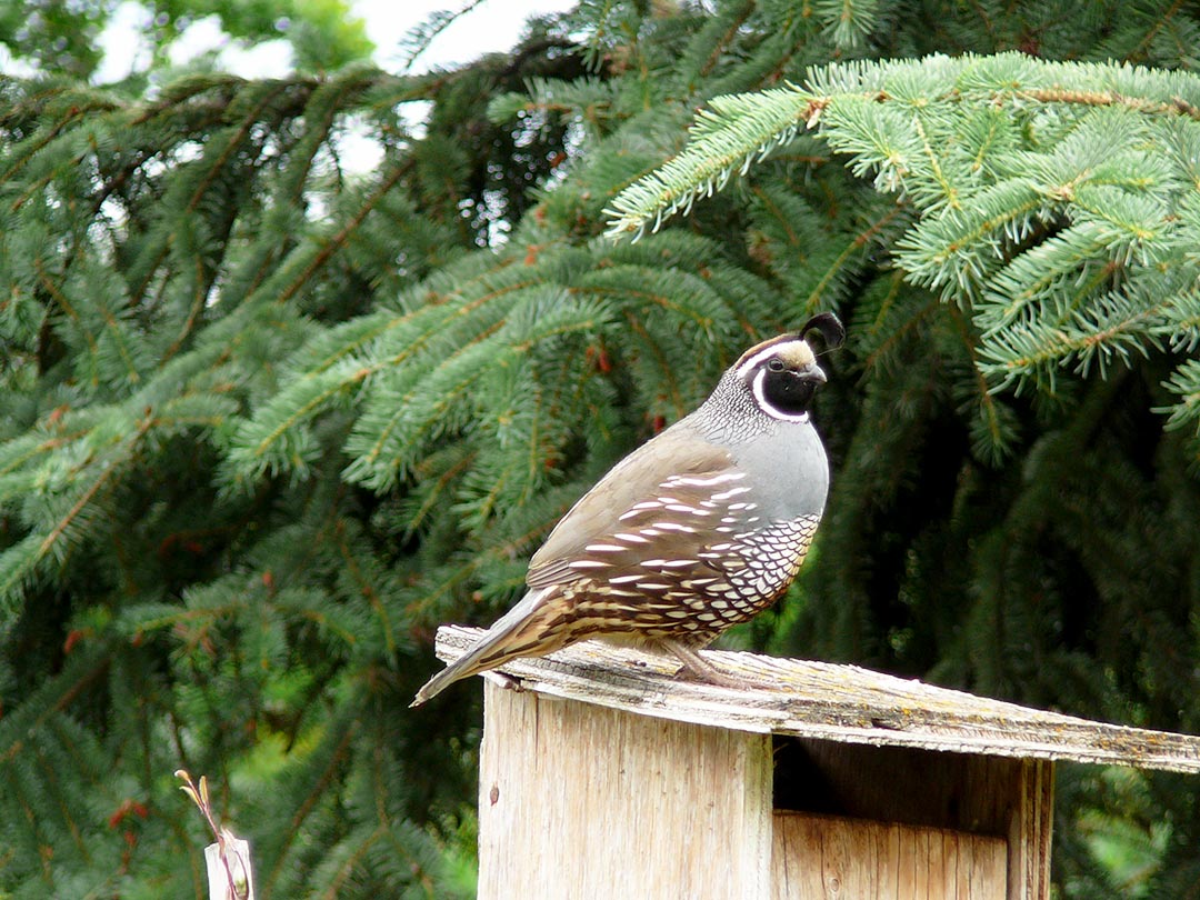 Quail in the Okanagan environment