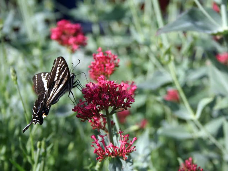 Butterflies love a Xeriscape garden 