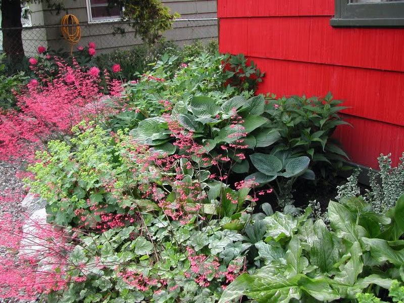 Shade plants in Saskia's Okanagan xeriscape garden 