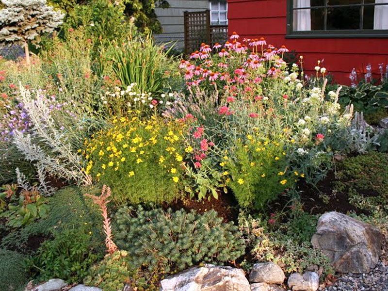 Sun-loving Xeriscape garden 