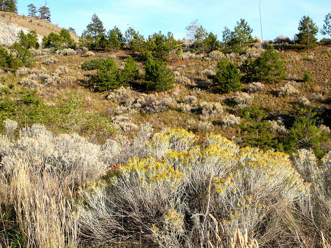 South Okanagan slopes