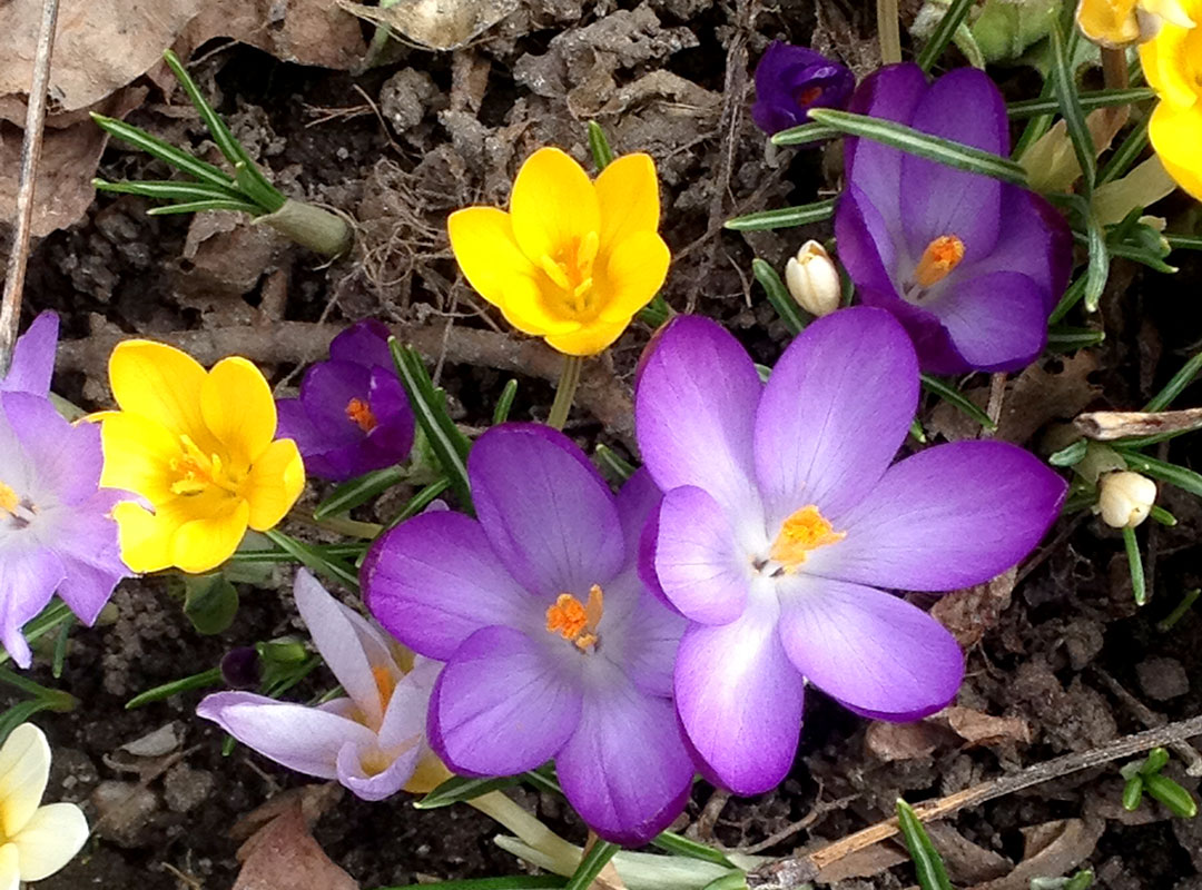 Crocus in the Okanagan spring