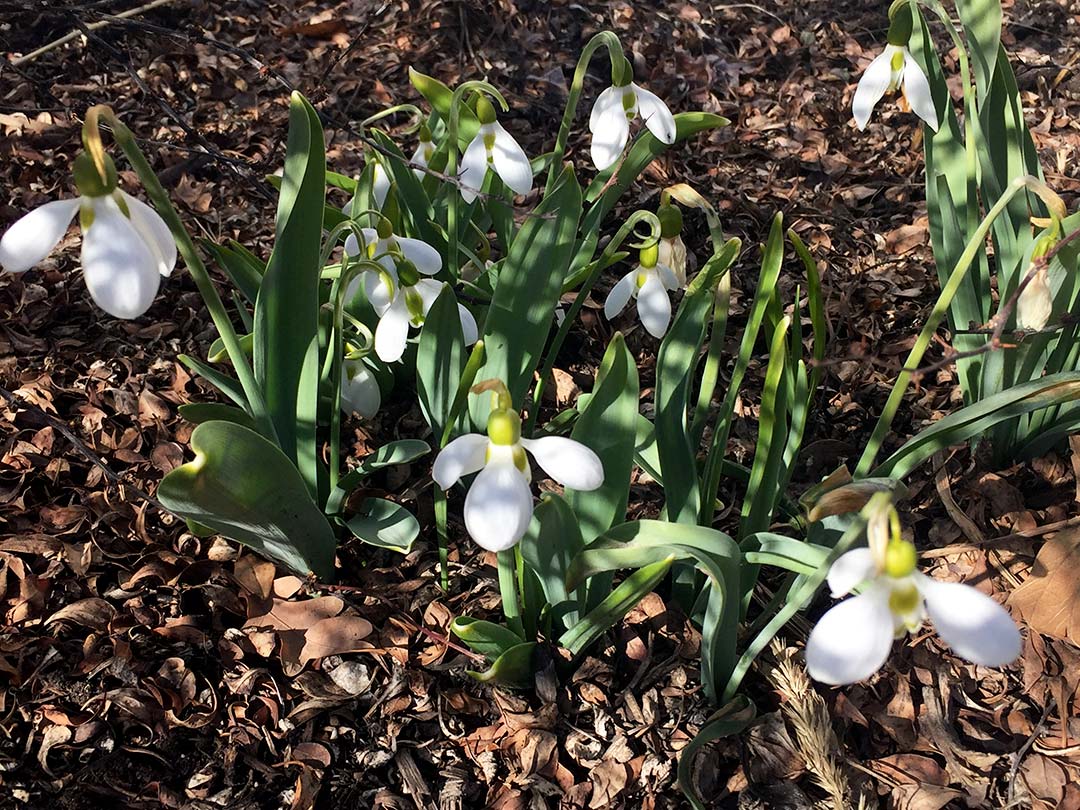 Snowdrop – Okanagan Xeriscape Association Plant of the Month for March 2025