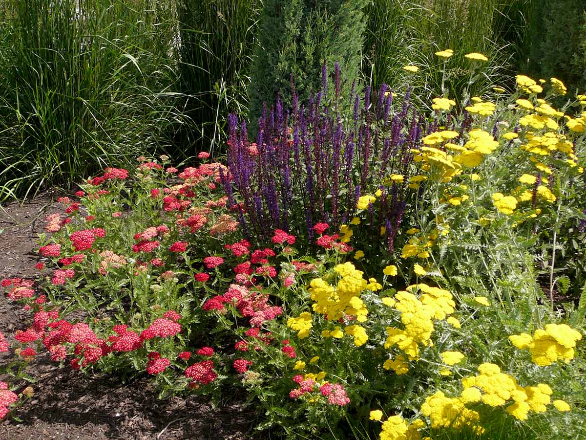 Achillea and Salvia