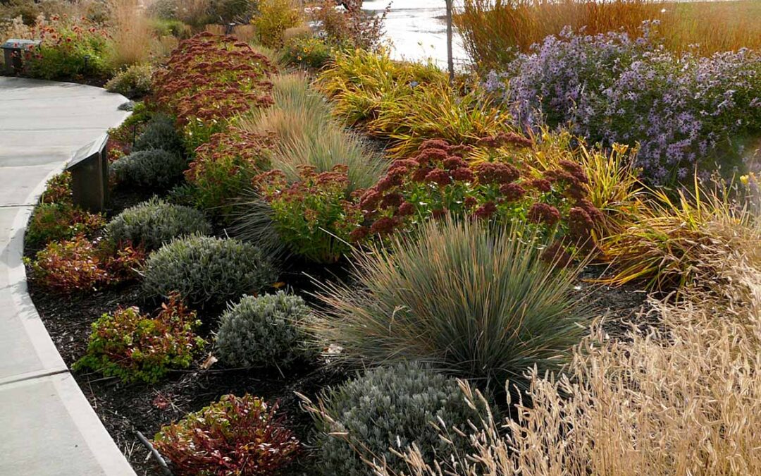 Watering and Feeding Ornamental Grasses