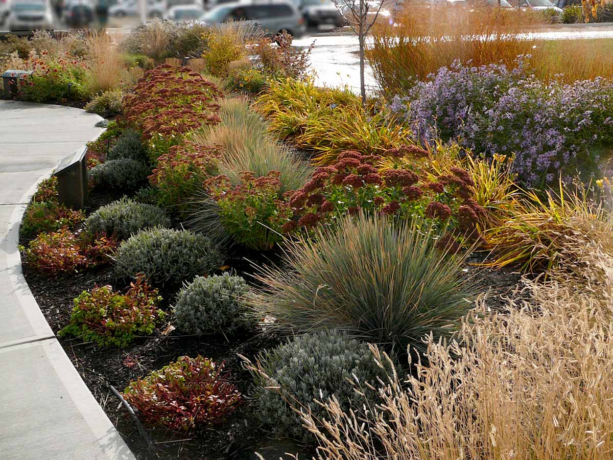 Ornamental Grass Garden 