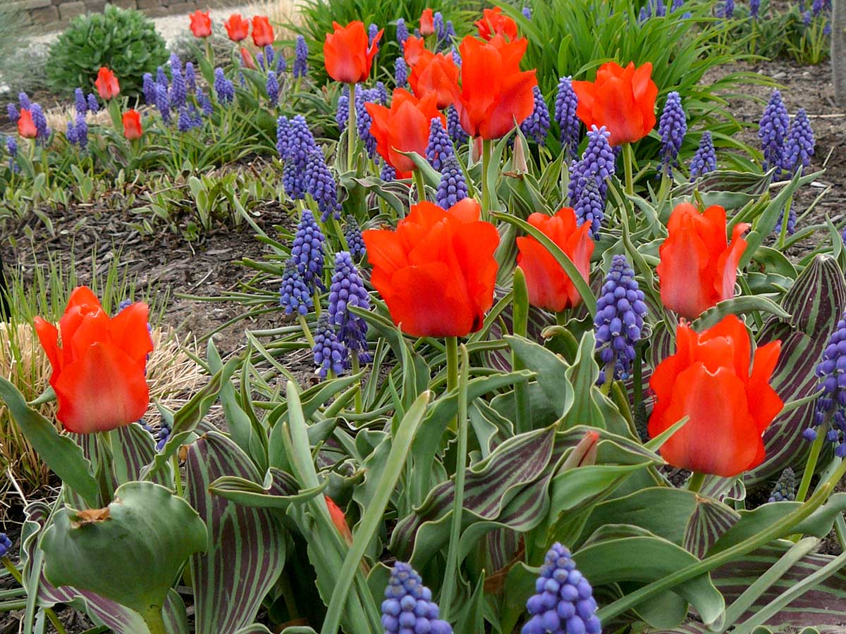 grass-RedRidingHood-tulips-Grape-Hyacinth-April