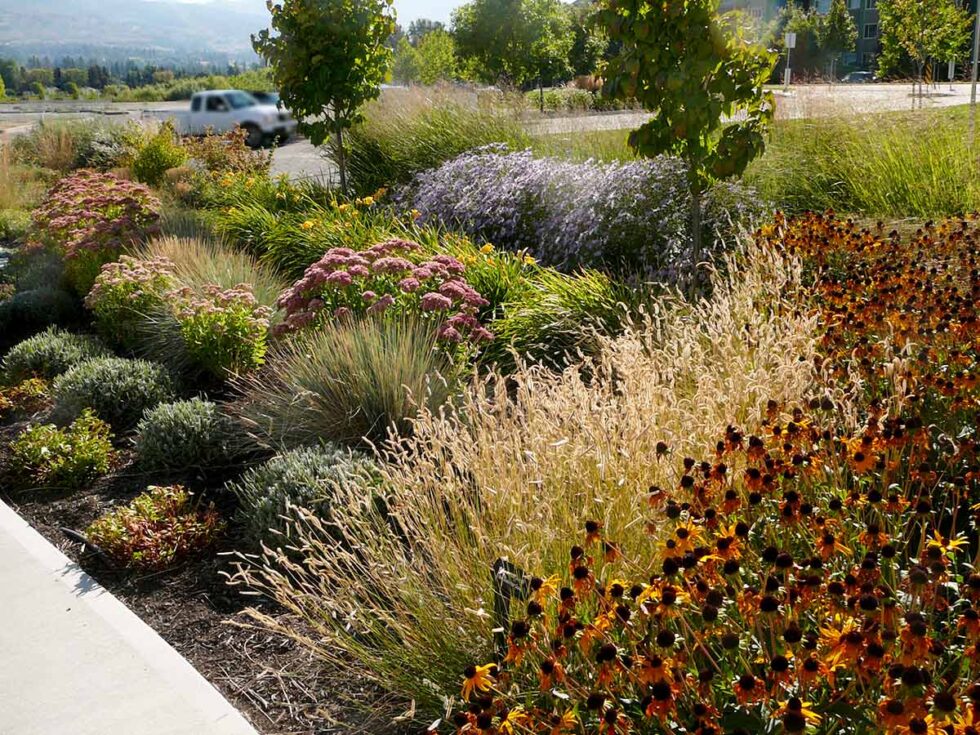 Seasonal Ornamental Grasses Okanagan Xeriscape Association 6051