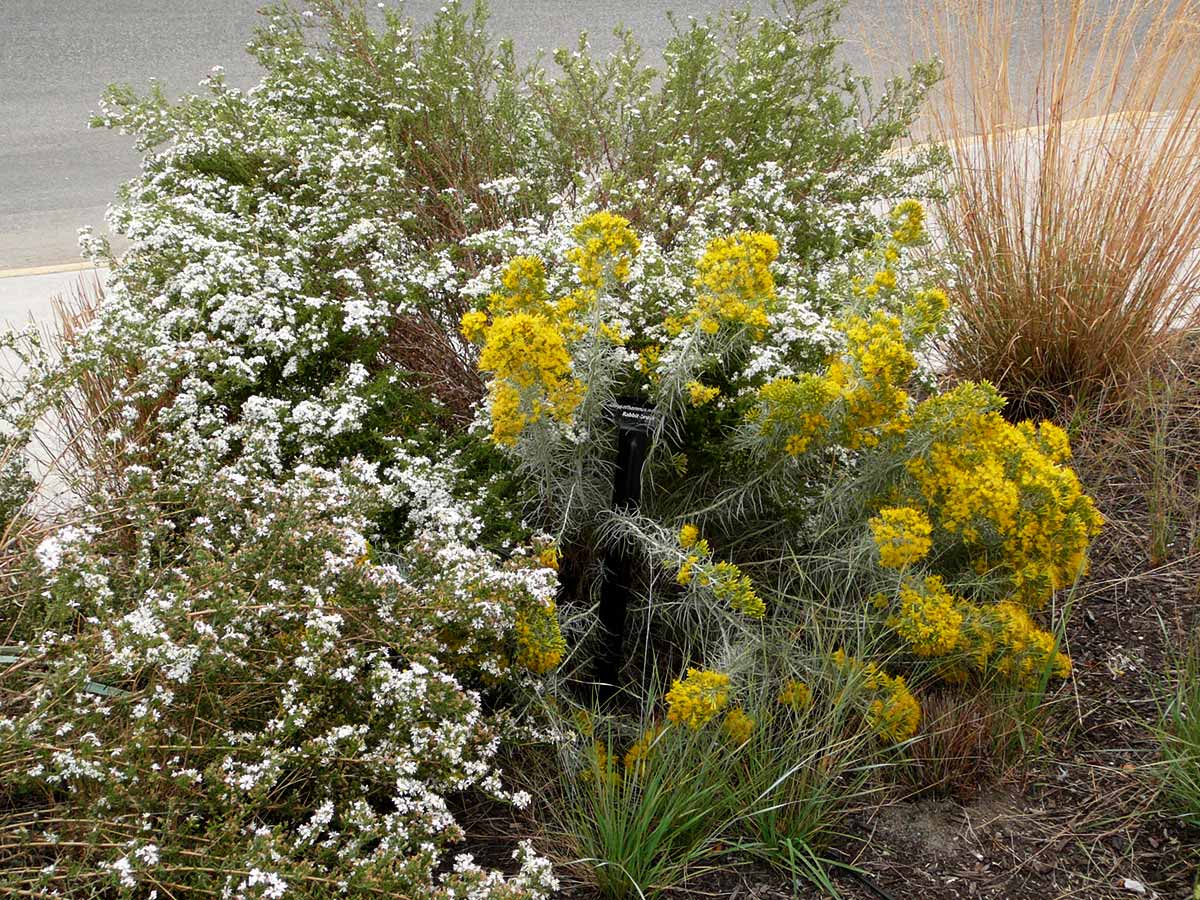 Native Plant Garden 