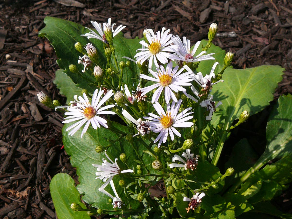 native-Showy-Aster