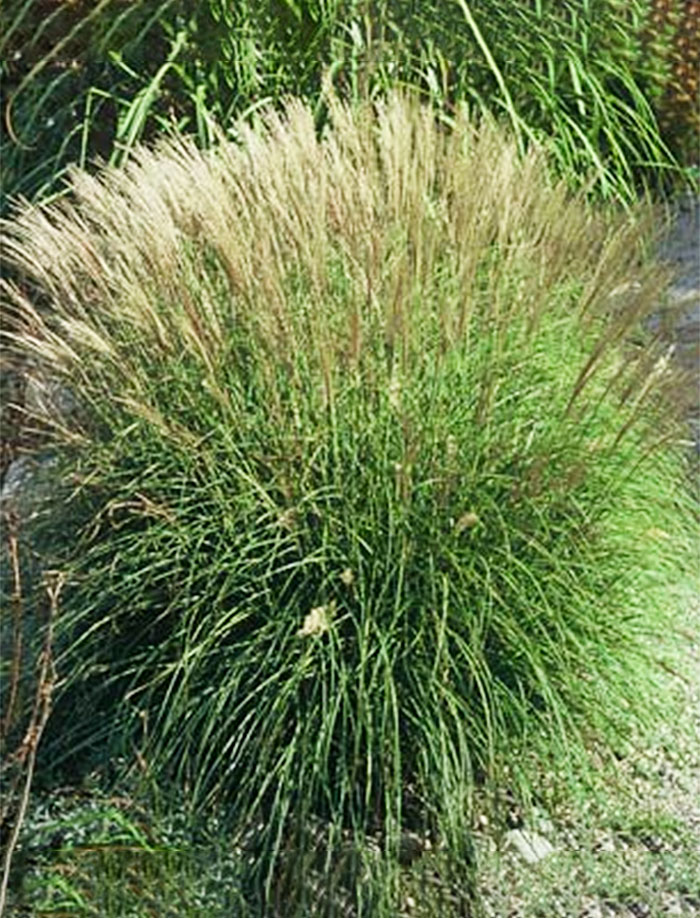 Miscanthus Adagio  ornamental grass