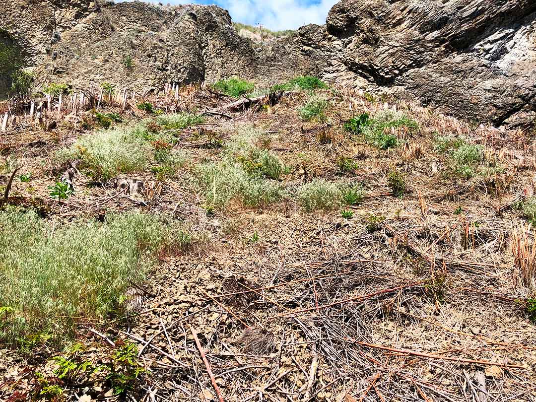 devastation from the Tree of Heaven in Kalamoir Park