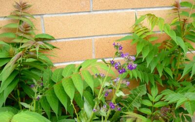 Reduce Maintenance by Removing Noxious Weeds