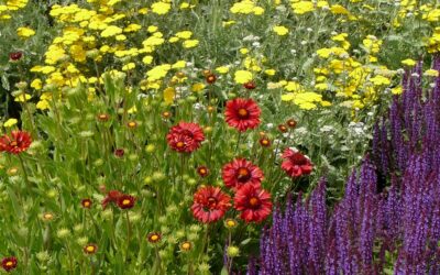 Get the Most from your Perennials