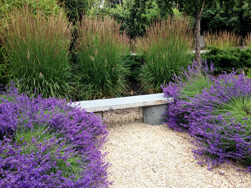 Your Ultimate Guide to Planting and Growing Aromatic Lavender - Sunset
