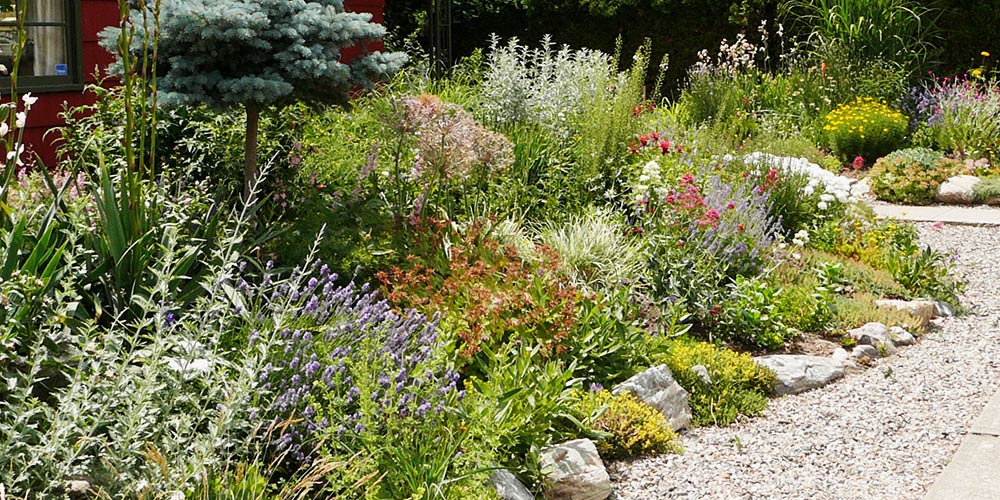 an informal xeriscape garden design