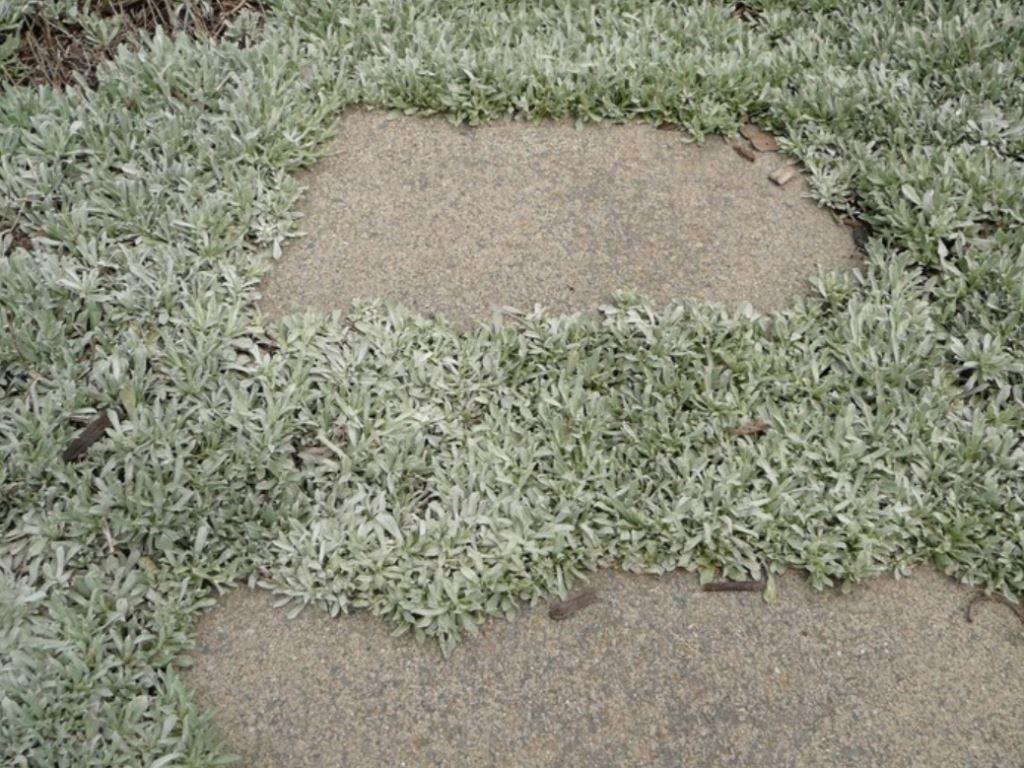 Antennaria dioica 'Rubra' 