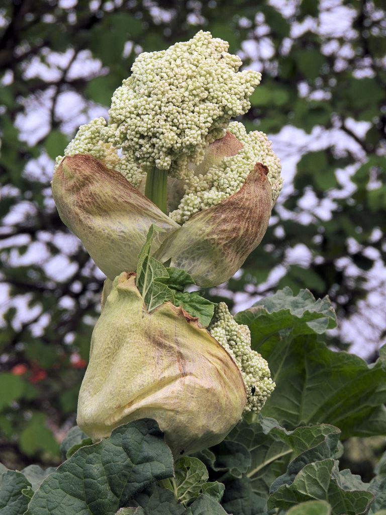 "Alert" Species shows unwanted plants in BC Gardens