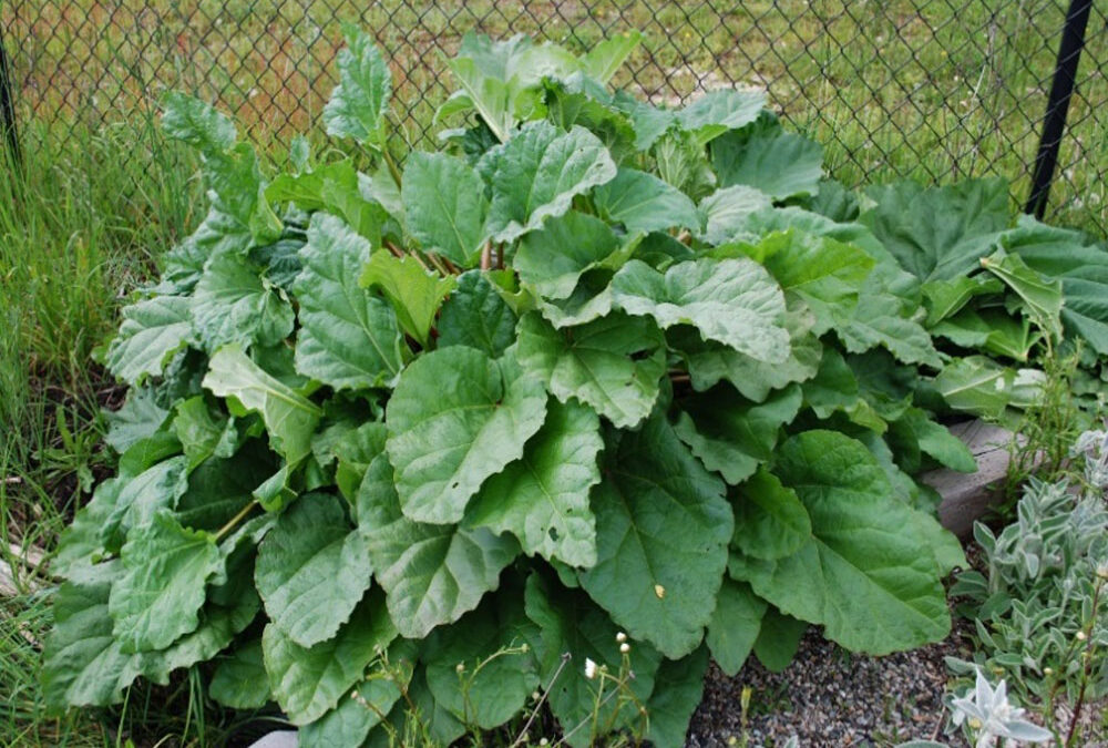 Rhubarb– A Water-Wise Edible Perennial