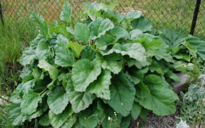 Rhubarb– A Water-Wise Edible Perennial