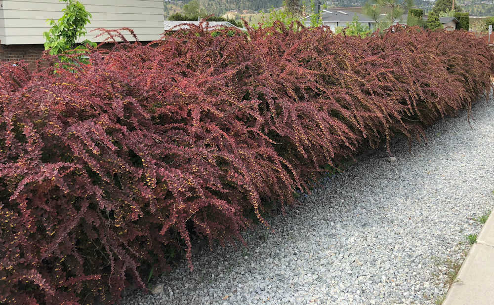 Japanese Barberry hedge