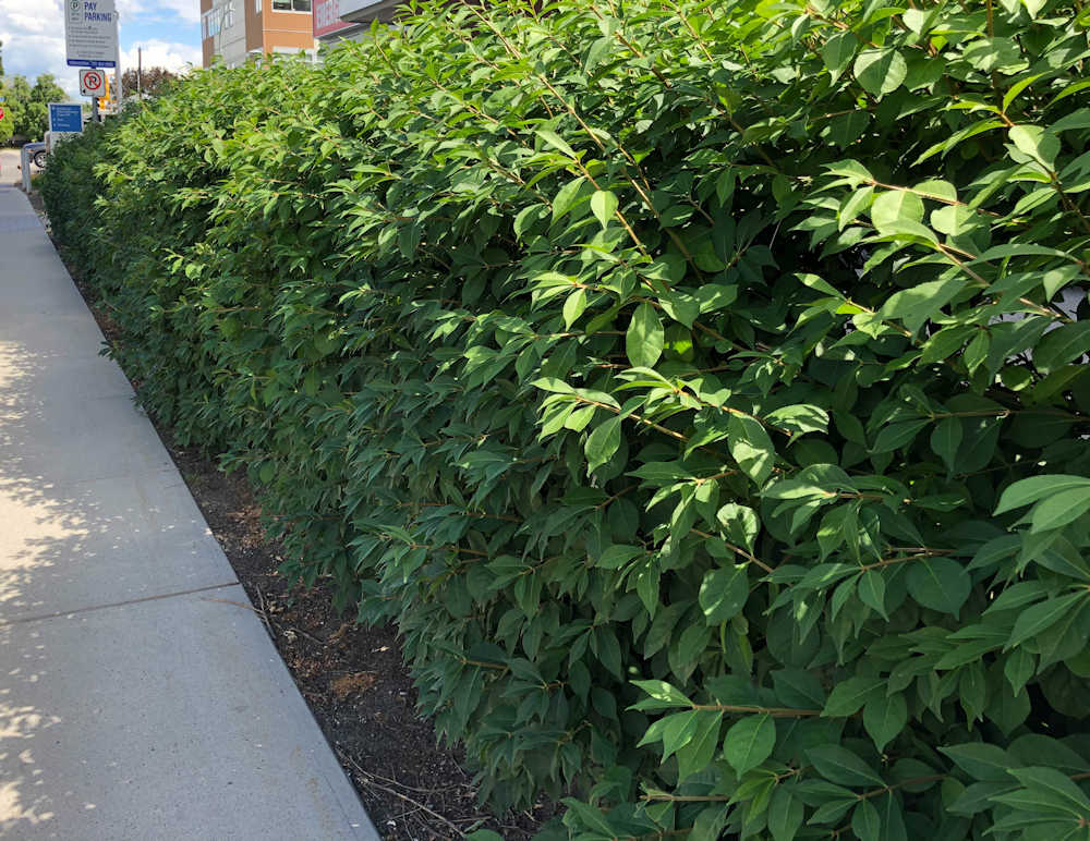 Dwarf Burning bush hedge