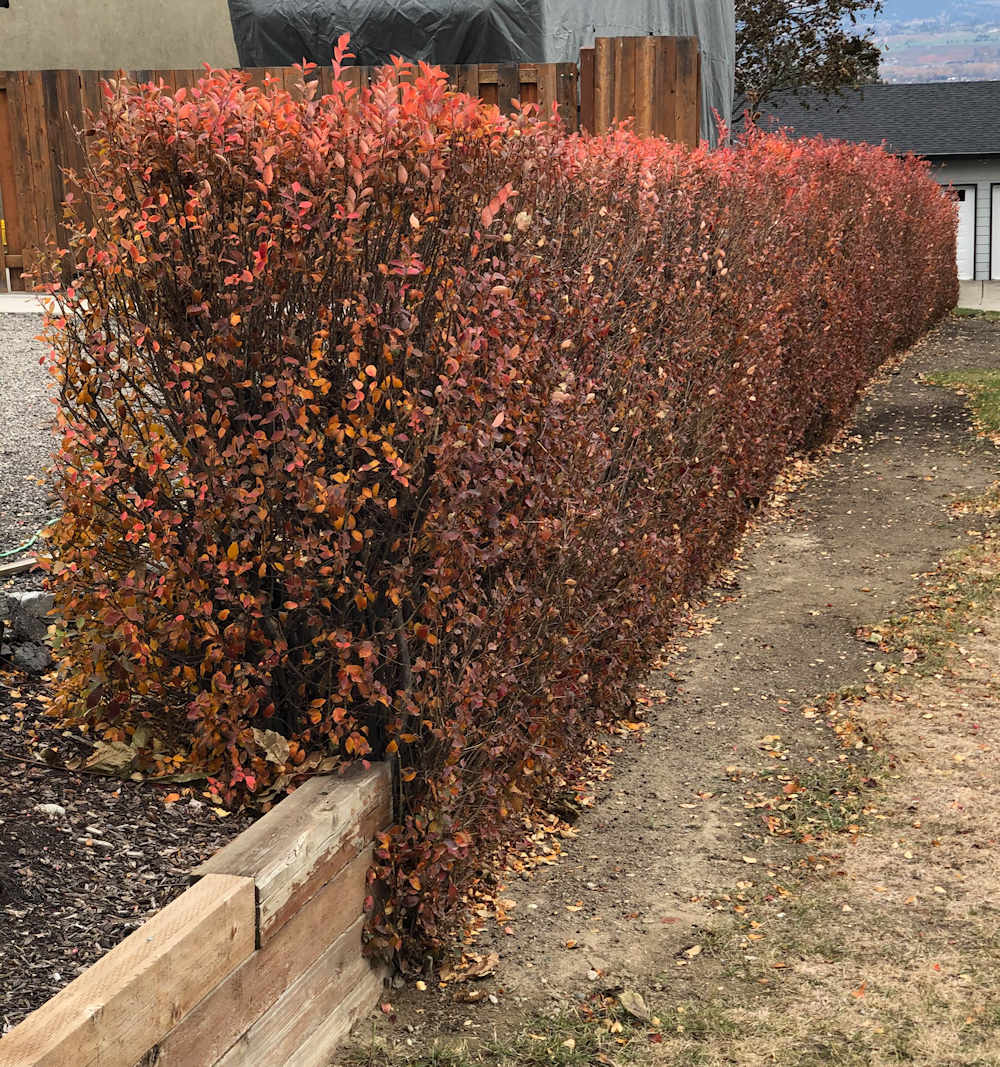 Cotoneaster lucidis hedge in late fall