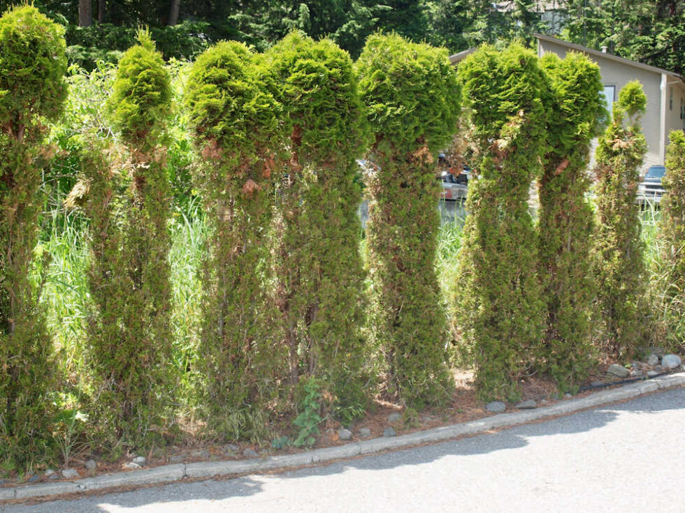 Hedge Alternatives Part 1 Okanagan Xeriscape Association