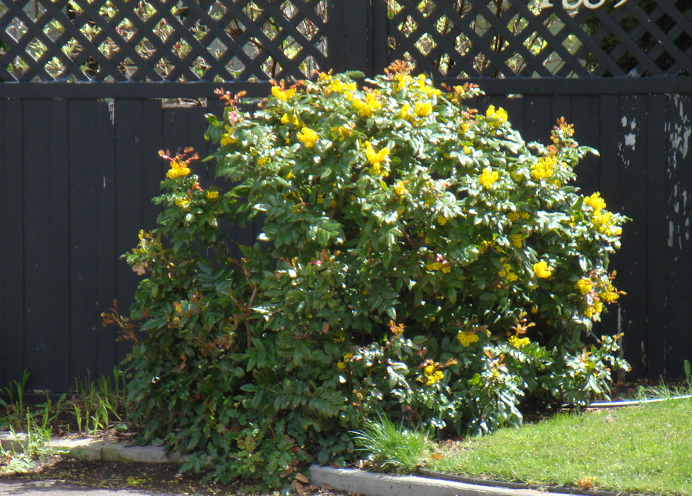 Oregon Grape, Berberis aquifolium