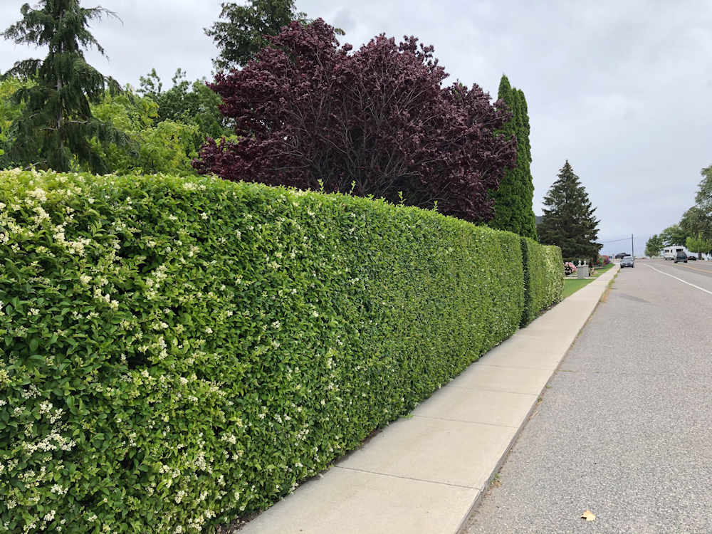 European Privet hedge