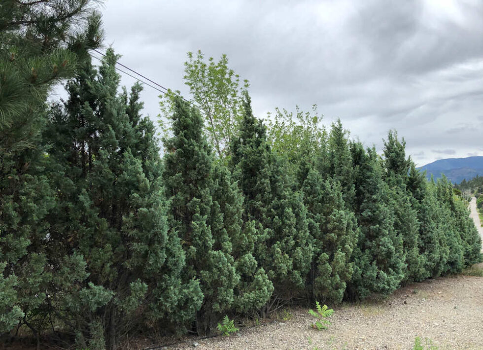 Hedge Alternatives Part 1 Okanagan Xeriscape Association