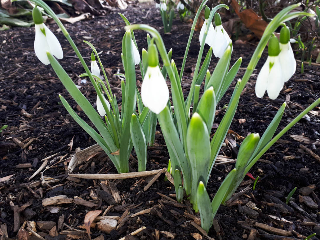 Galunthus nivalis - snowdrop