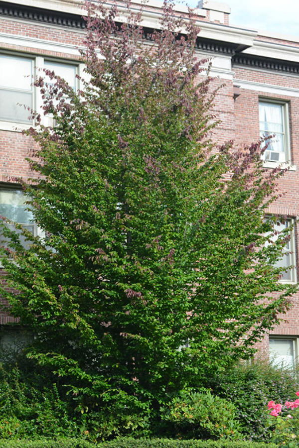 Persian Ironwood-  new planting in the UnH20 Garden in Kelowna BC