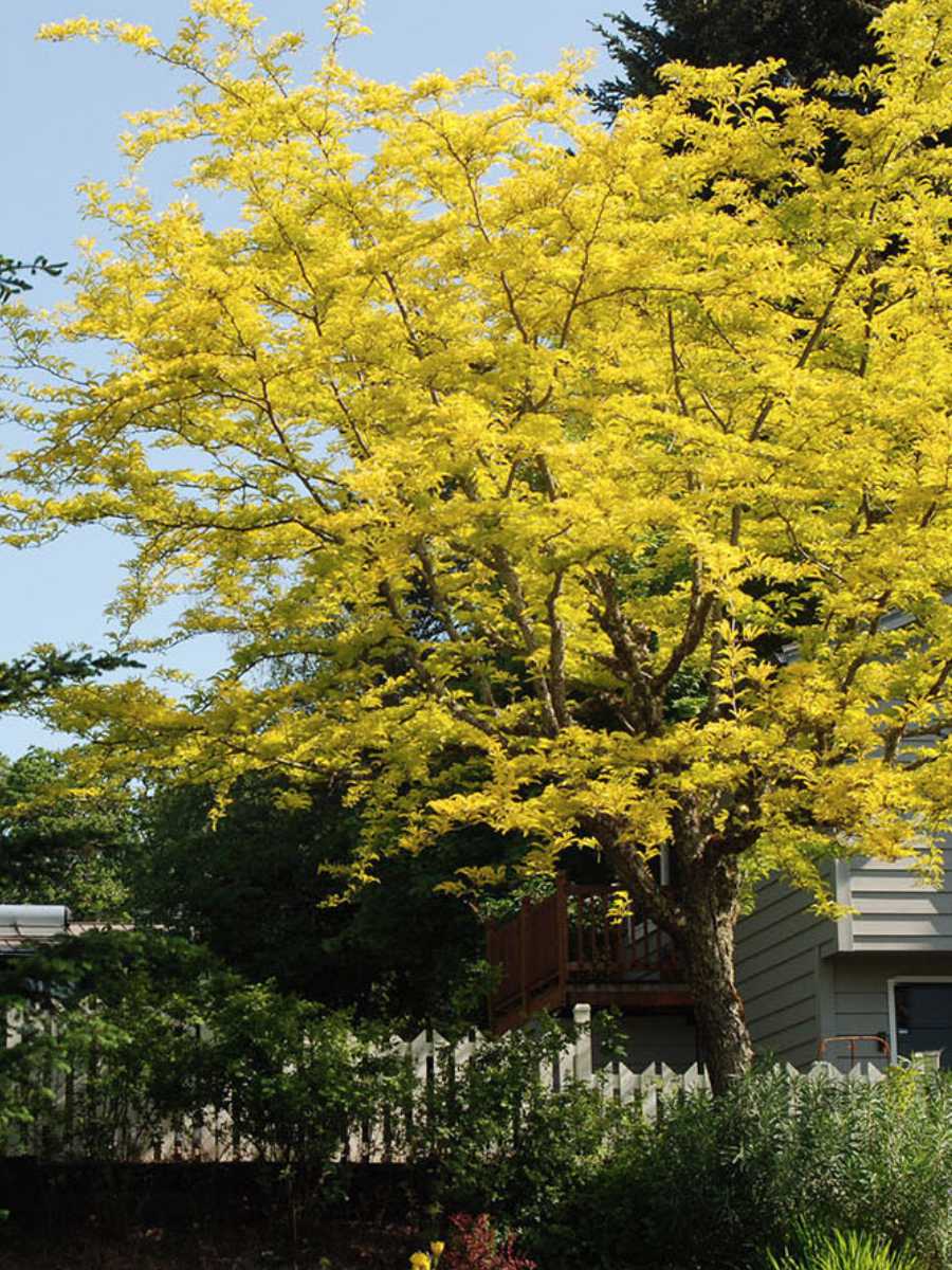 thornless honey locust tree- new planting in the UnH20 Garden in Kelowna BC