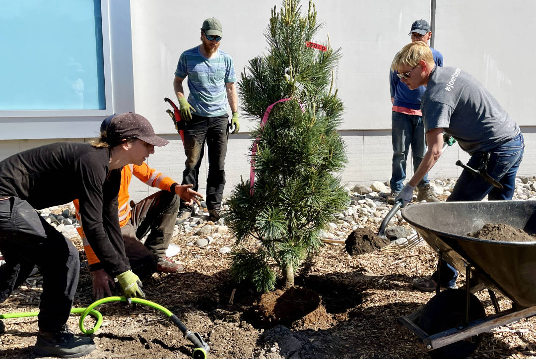 New xeriscape trees being planted at the UnH2O Garden in Kelowna