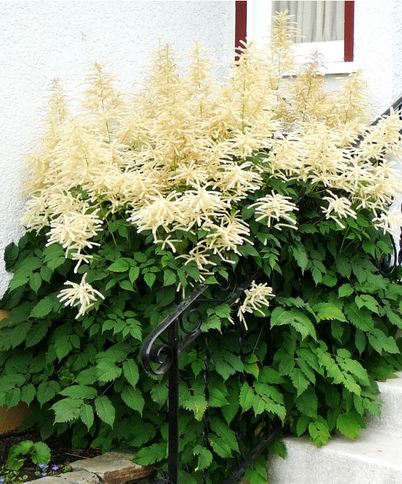 Goat's Beard- great shady loving xeriscape plant