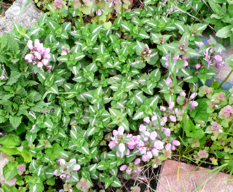 Lamium Silver Beacon