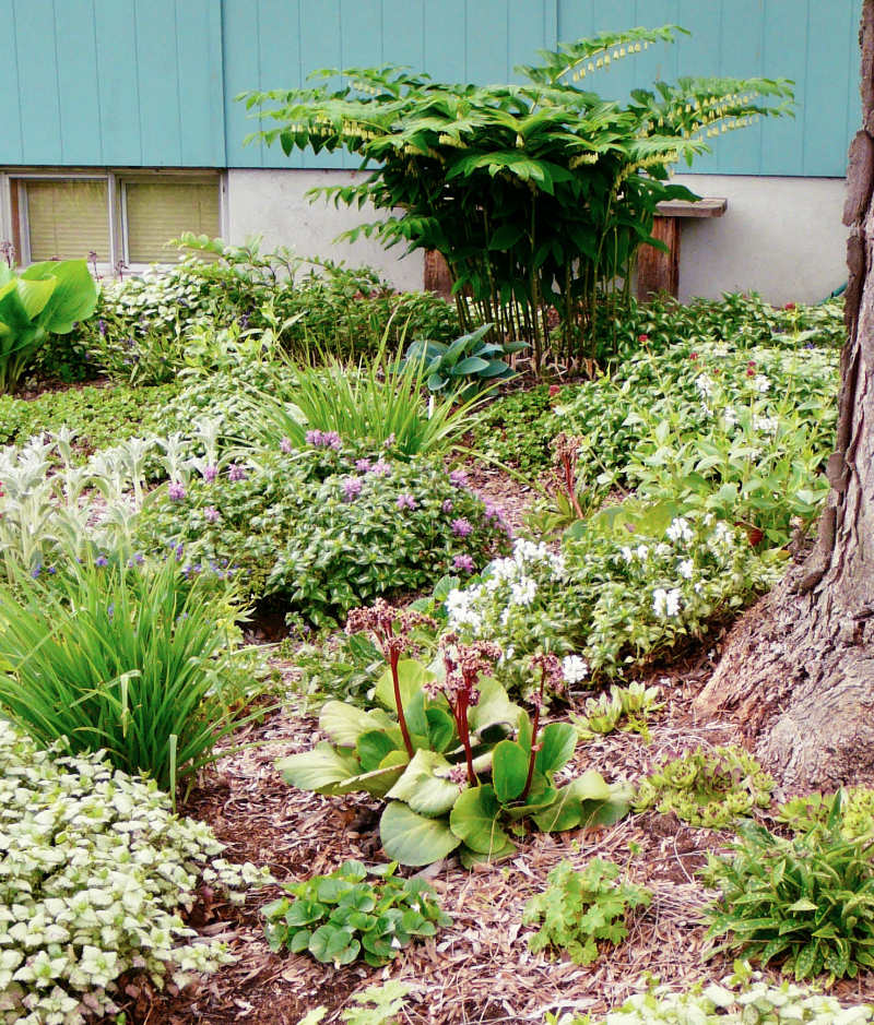 Solomon's Seal 'Giganteum' and lamium xeriscape planting