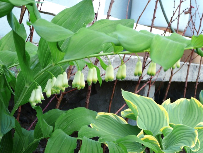 Plants for Dry Shade