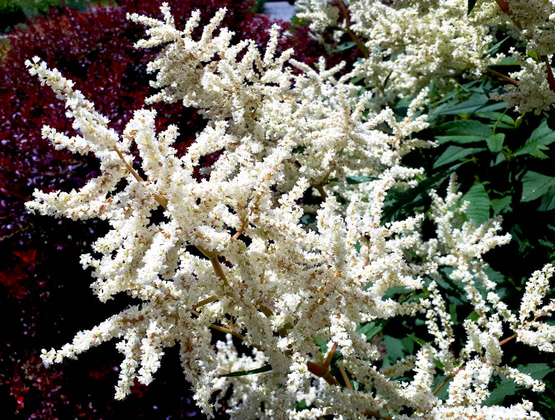 Persicaria polymorpha- xeriscape plant for the Okanagan climate