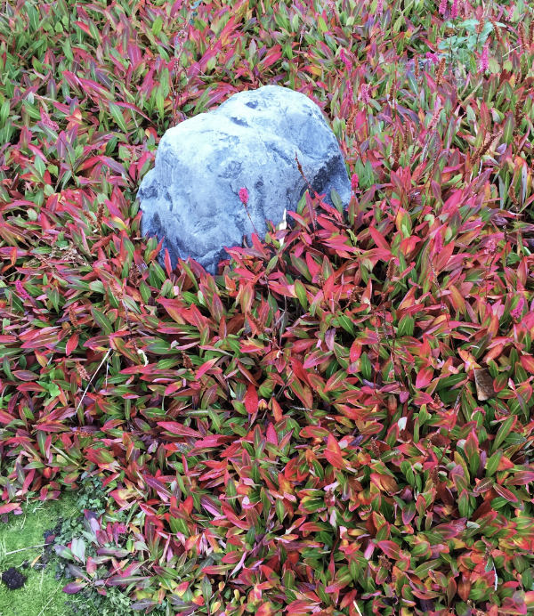 Persicaria affinis 'dimity' perfect xeriscape rockery  plant for the Okanagan