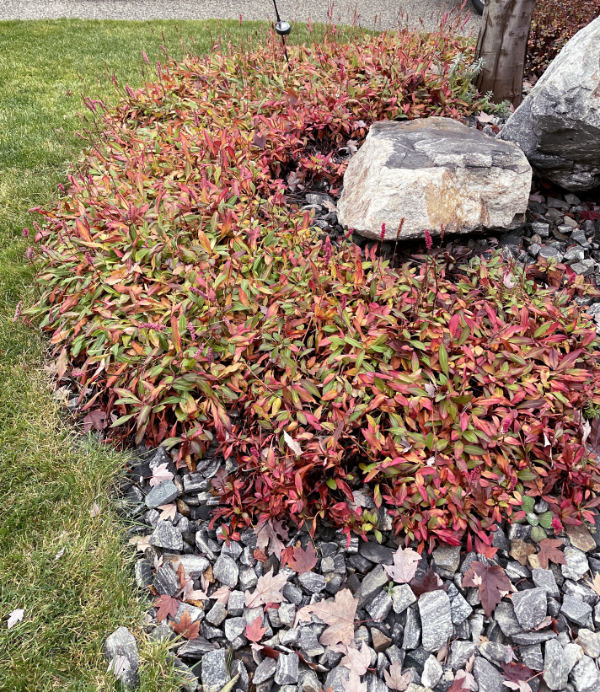 Persicaria affinis 'dimity' perfect xeriscape plant for the Okanagan